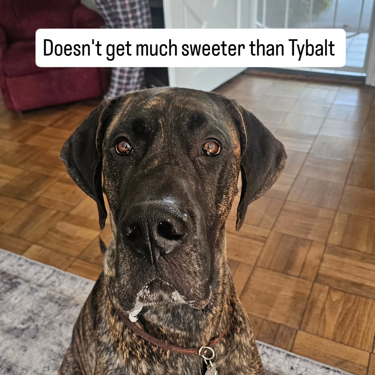 Tybalt, a brindle Great Dane, looking up at the camera