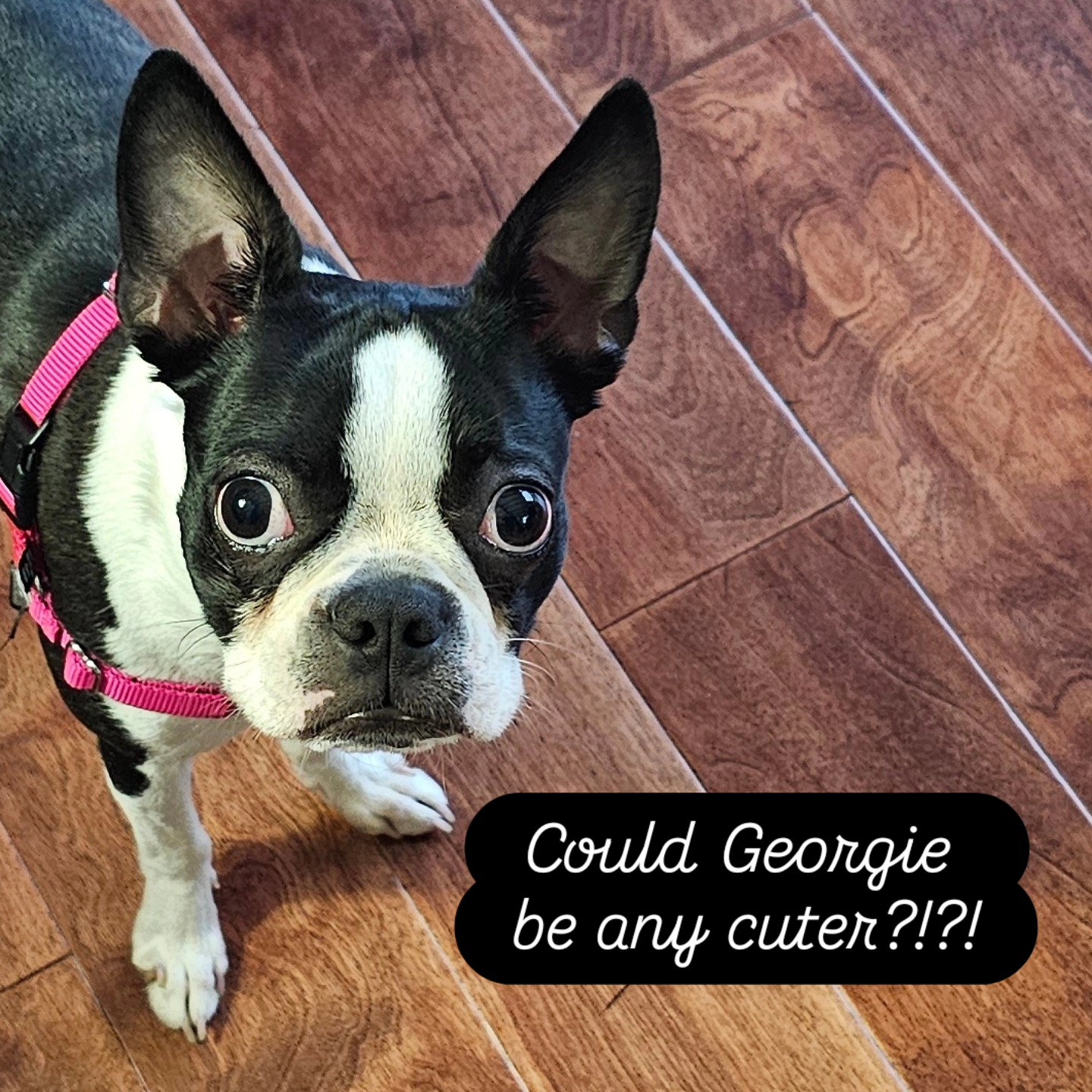 Georgie, a black-and-white dog in a pink harness, looking up at the camera