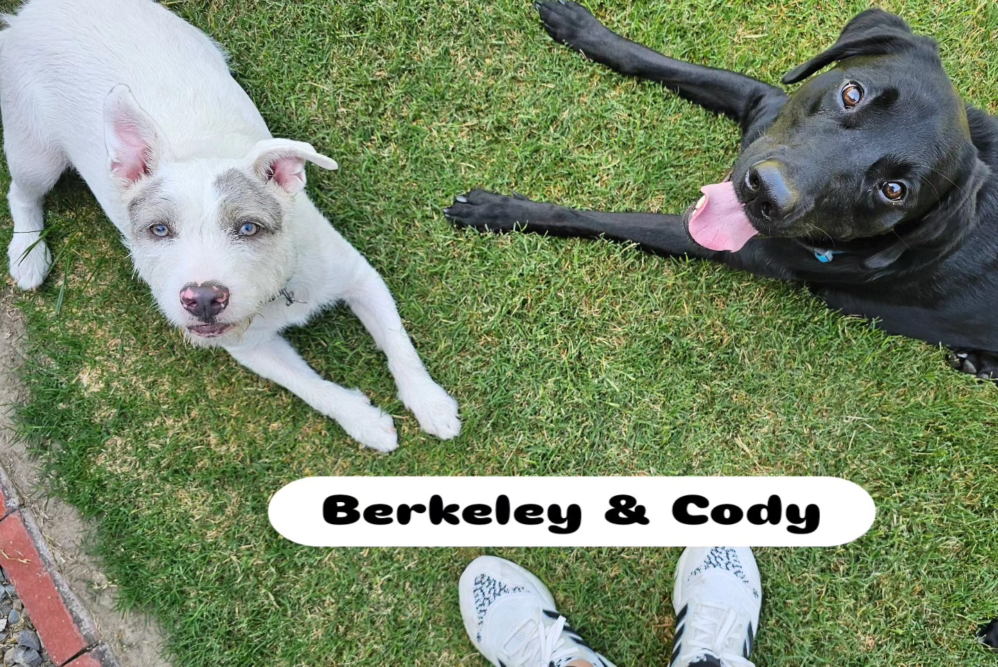 Berkeley and Cody, two dogs relaxing on the grass, posted by Alex Macias Dog Training